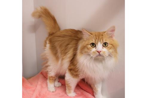 販売中のミヌエットの親猫